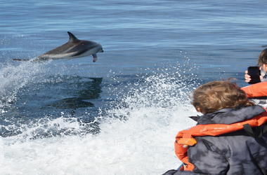 Avistaje de Delfines desde Pto Madryn
